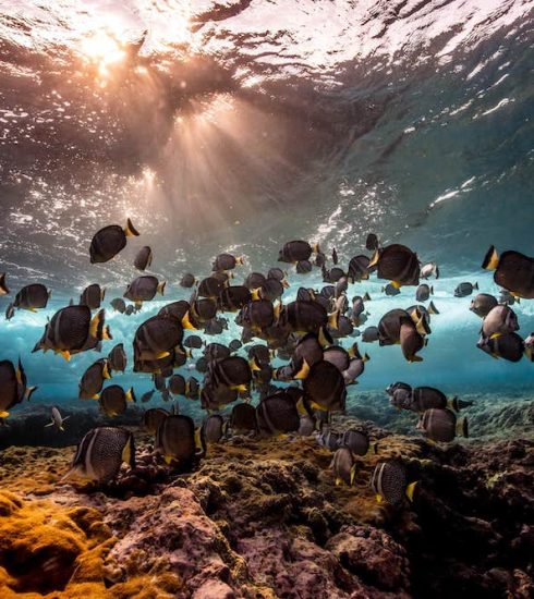 Fish photo shot by Matt Porteous